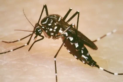 US Virgin Islands witnesses rise in dengue fever cases. PC: Google Images