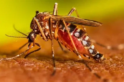 Over 500 dengue cases confirmed in Trinidad and Tobago