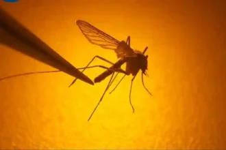 Mosquitoes threat in Jamaica
