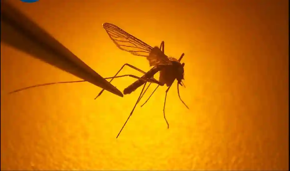 Mosquitoes threat in Jamaica