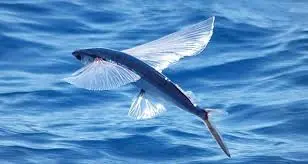 Barbados: Fish consumption doubles global average