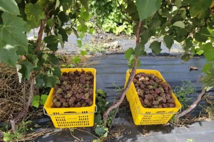 Grapes Grown in Nevis