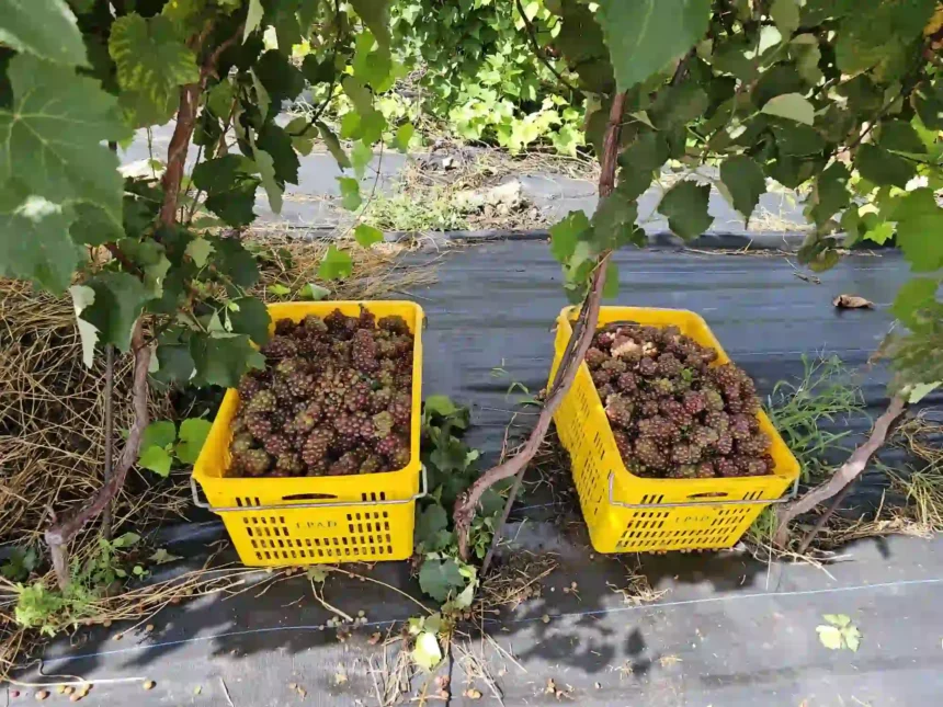 Grapes Grown in Nevis