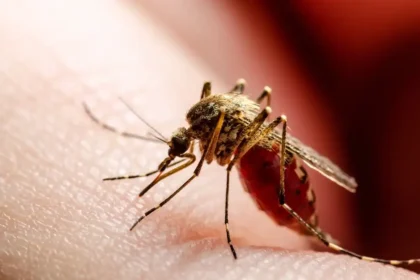 St. Vincent and the Grenadines declares dengue fever outbreak