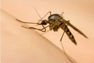 Trinidad and Tobago faces dengue outbreak, 813 cases and 8 deaths reported