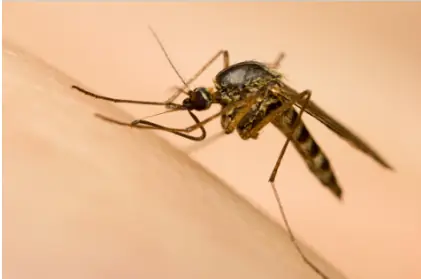 Trinidad and Tobago faces dengue outbreak, 813 cases and 8 deaths reported