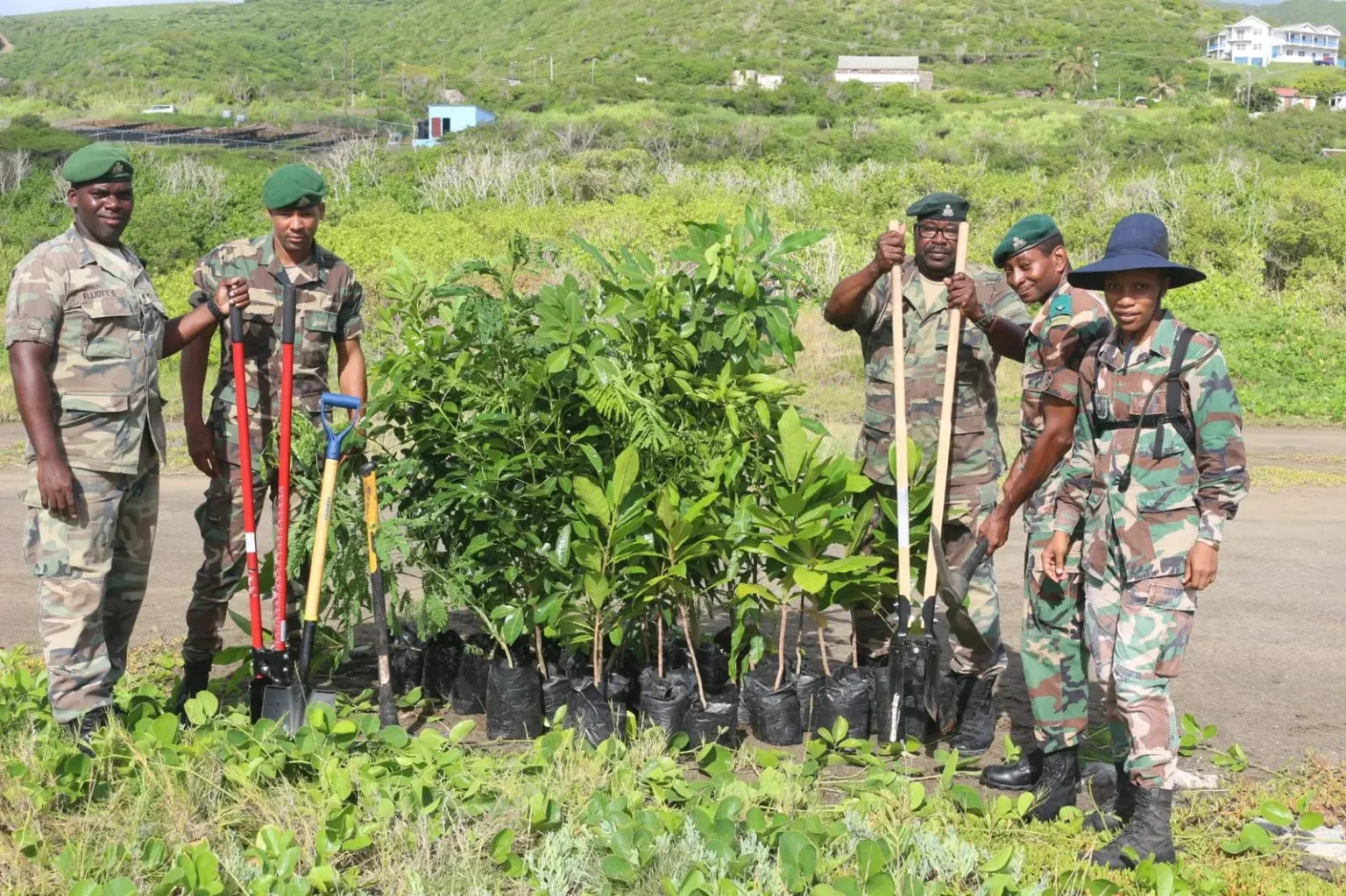 Volunteers planting trees along the main road in Lamberts Mountain.