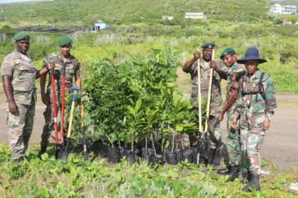 Volunteers planting trees along the main road in Lamberts Mountain.
