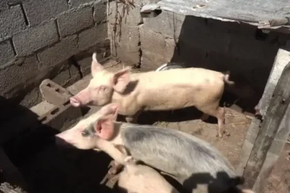 Grenada government distributes livestock feed to farmers affected by Hurricane Beryl.