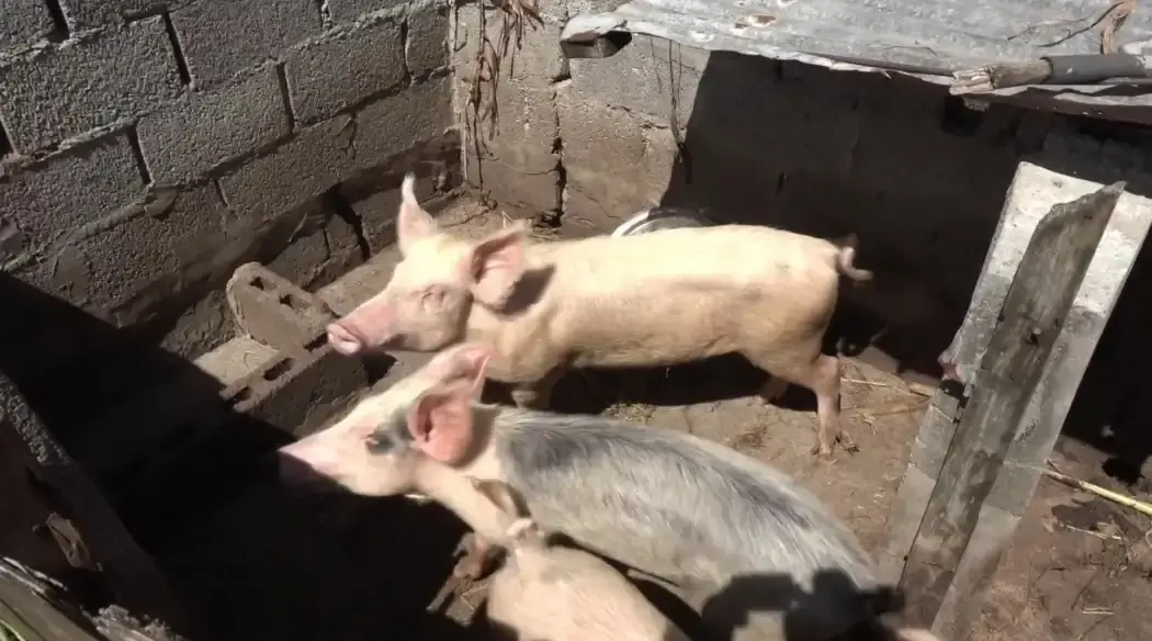 Grenada government distributes livestock feed to farmers affected by Hurricane Beryl.