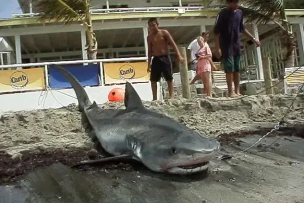 St. Kitts and Nevis Fisheries Sector registered a 26% growth in revenue