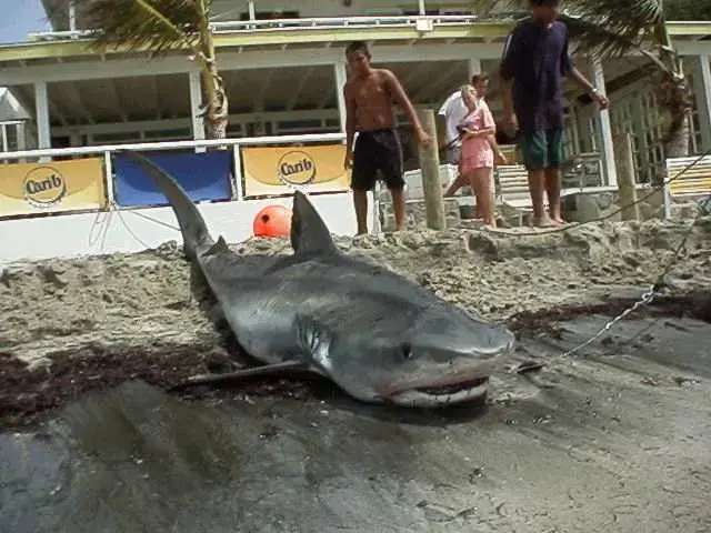 St. Kitts and Nevis Fisheries Sector registered a 26% growth in revenue