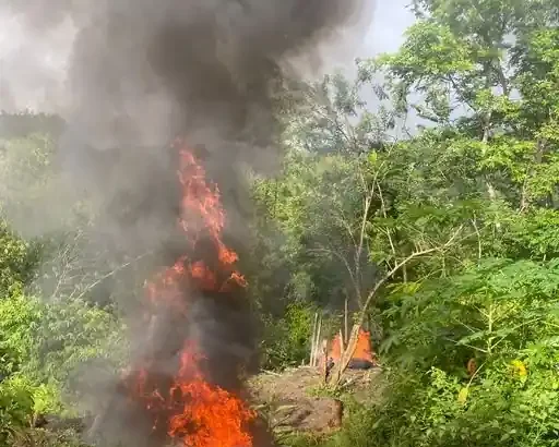 Tobago Police destroy $525K Cannabis Field in Belle Garden