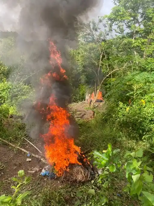 Tobago Police destroy $525K Cannabis Field in Belle Garden
